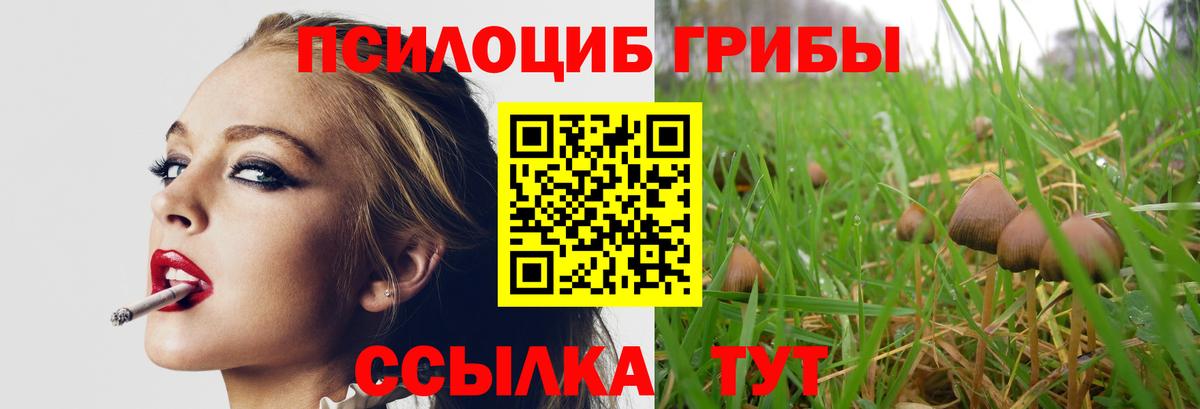 Сарапул  как найти   Вход с VPN  Галлюциногенные грибы Psilocybine cubensis 